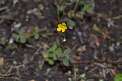 Oxalis corniculata