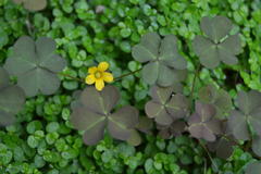 Oxalis corniculata