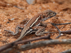 Eastern Mallee Dragon photo 3