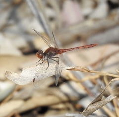 Diplacodes bipunctata