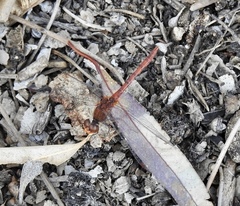 Diplacodes bipunctata