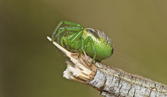 Bijoaraneus praesignis