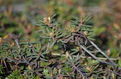 Rhododendron groenlandicum