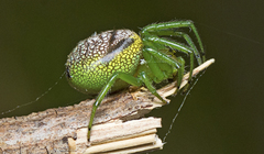 Bijoaraneus praesignis