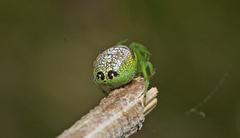 Bijoaraneus praesignis