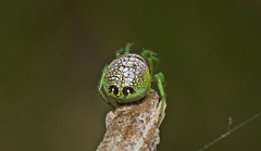 Bijoaraneus praesignis