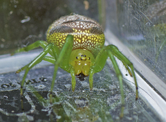 Bijoaraneus praesignis