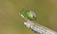 Bijoaraneus praesignis