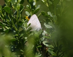 Satyrium sylvinus