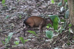Cephalophorus callipygus