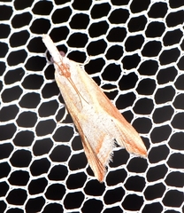 Arotrophora arcuatalis