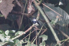 Platysteira castanea