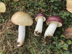 Russula versicolor