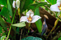 Maxillaria lehmannii, photograph Frank Dietze, CC BY, iNaturalist via GBIF