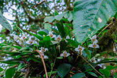 Maxillaria lehmannii