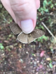 Nhambikuara cerradensis