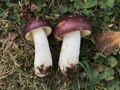 Russula versicolor
