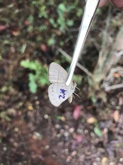 Nhambikuara cerradensis