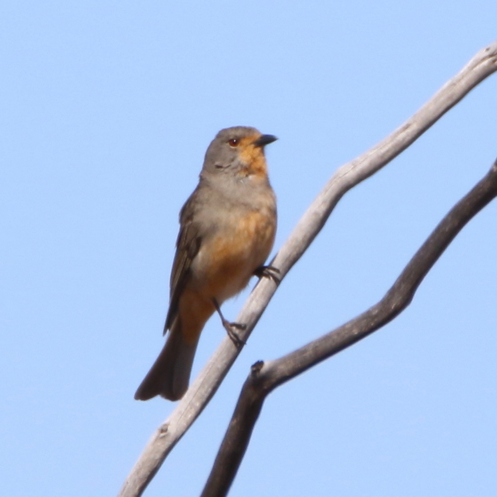 Red-lored Whistler (Pachycephala rufogularis), photo 4