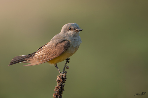 Western Kingbird