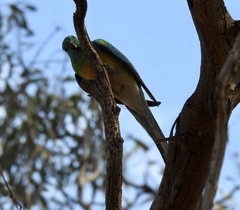 Psephotus haematonotus