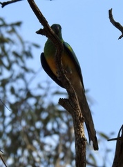 Psephotus haematonotus