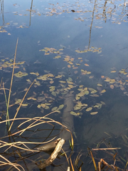Potamogeton natans