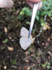 Nhambikuara cerradensis