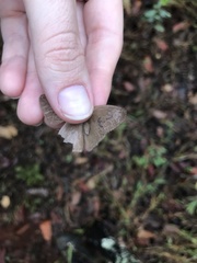 Nhambikuara cerradensis