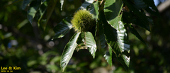 Castanea crenata