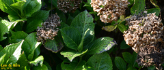 Hydrangea macrophylla