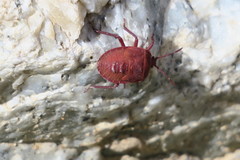 Coridius viduatus