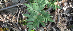 Osmunda japonica