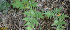 Osmunda japonica