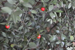 Ruscus aculeatus