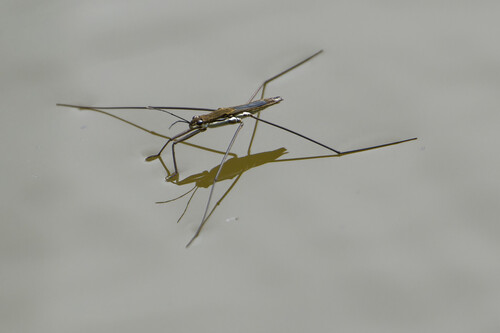 lake pondskater, Nieuwe Niedorp, Netherlands, photo 8 of 10