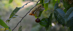 Castanea crenata