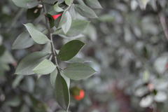Ruscus aculeatus