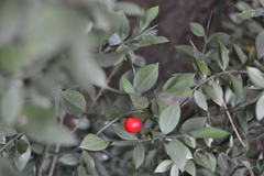 Ruscus aculeatus