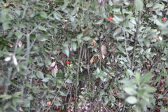 Ruscus aculeatus