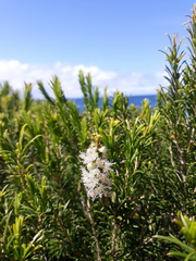 Melaleuca armillaris armillaris
