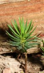 Melichrus procumbens