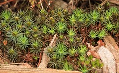 Melichrus procumbens