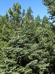Abies cephalonica