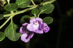 Prostanthera rotundifolia
