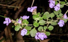 Prostanthera rotundifolia