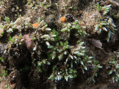 Octospora leucoloma