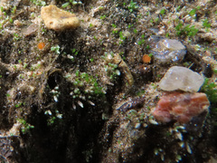 Octospora leucoloma