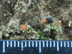 Octospora leucoloma