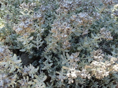 Teucrium capitatum